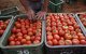 Marokko boekt succes op tomatenmarkt, Nederland worstelt
