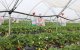 Marokko en Nederland openen demonstratiecentrum voor tuinbouw in Agadir