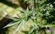 Marokko: meer regio's kunnen legaal cannabis telen
