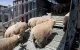 Marokko importeert schapen uit Roemenië