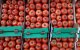 Tomatenprijzen in Marokko opnieuw gestegen