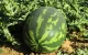 Marokko: nieuwe stad verbiedt de watermeloenenteelt