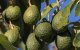 Israëlische groep gaat avocado's telen in Marokko