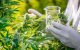 Legalisering cannabis in Marokko: resultaten van de eerste studies