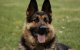 Marokkaan redt meisje van aanval door hond in Spanje