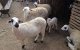 Man doodt vrouw na geschil over schaap voor Eid ul-Adha in Marrakech
