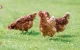 OCP neemt 50% van Spaanse GlobalFeed over