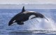 Orka's, de nieuwe predatoren van de Straat van Gibraltar