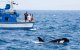 Orka's vallen opnieuw Marokkaanse vissersboot aan
