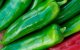 Paprika-strijd: Nederland voelt hete adem Marokko