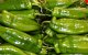 Europa weigert Marokkaanse paprika's
