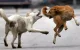 Politieagent laat stad Agadir veroordelen na beet van zwerfhond
