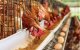 Marokko: sterke stijging prijs kippenvlees sinds versoepeling coronamaatregelen