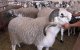 Eid ul-Adha: waarom is schapenvlees zo duur in Marokko?