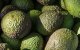 Israëlische bedrijf Mehadrin investeert in Marokkaanse avocado