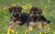 Belg wil uitzetting Marokkaanse pups voorkomen