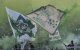WK-2022: Raja-supporters solidair met Algerijnen
