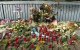 16 jaar geëist tegen Samir voor doodschieten Bas in Amsterdam