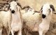 Eid ul-Adha: registratie schapen en geiten begonnen 