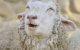 Minder schapen geslacht voor Eid ul-Adha in Nederland