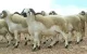 Eid ul-Adha: schapen vetgemest met uitwerpselen van pluimvee