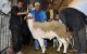 Flinke stijging schapenprijzen in aanloop naar Eid ul-Adha