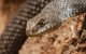 Marokko: ministerie roept op tot preventieve maatregelen tegen slangenbeten