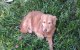 SOS voor Sarah, mishandelde hond in Marokko