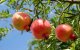 Parasiet ontdekt in Marokkaanse granaatappels in Spanje