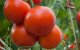 Recordstijging Spaanse invoer tomaten uit Marokko (+348%)