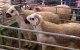 Schapen in Marokko getroffen door nieuw virus