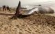 Walvis van bijna 20 ton spoelt aan bij Tan-Tan