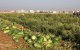 Marokkaanse autoriteiten vernietigingen watermeloenvelden