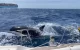 Britse toeristen overleven aanval van orka's op zeilboot nabij Tanger