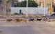 Meisje (5) door zwerfhonden doodgebeten in Agadir