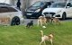 Inwoners Tanger geterroriseerd door zwerfhonden