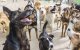 Marrakech blijft vechten tegen straathonden
