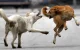 Zwitserse overlijdt na contact met hond in Marokko