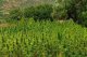 VN waarschuwt Marokko tegen legalisering cannabis