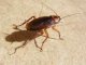 Rabat: 2 miljoen dirham voor bestrijding kakkerlakken