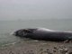 Dode walvis aangespoeld op strand van Agadir
