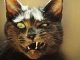 België zoekt naar kat uit Marokko met razernijvirus