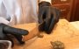 Legale cannabis in Marokko "niet om coffeeshops te openen!"