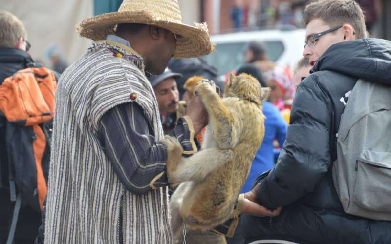Marrakech registra scimmie a Djemaa El Fna