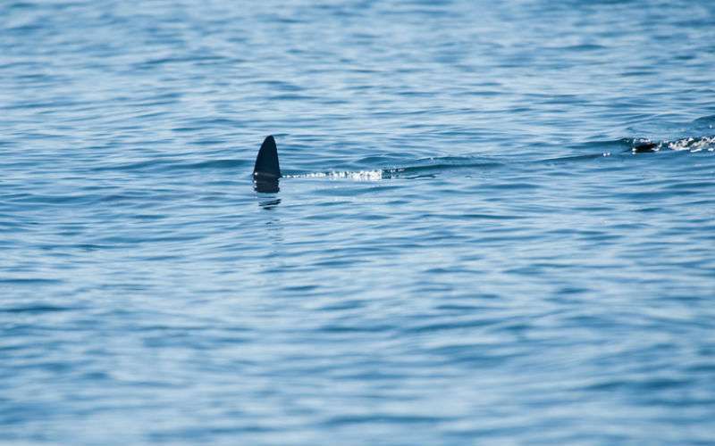 Haaien in het noorden van Marokko? (video)