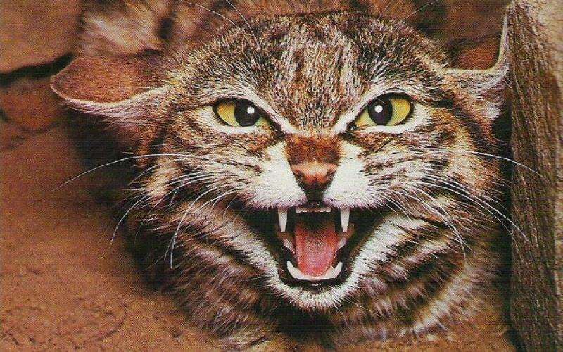 Erobring at straffe Kakadu Spanjaard overleden na in Marokko door kat te zijn gebeten
