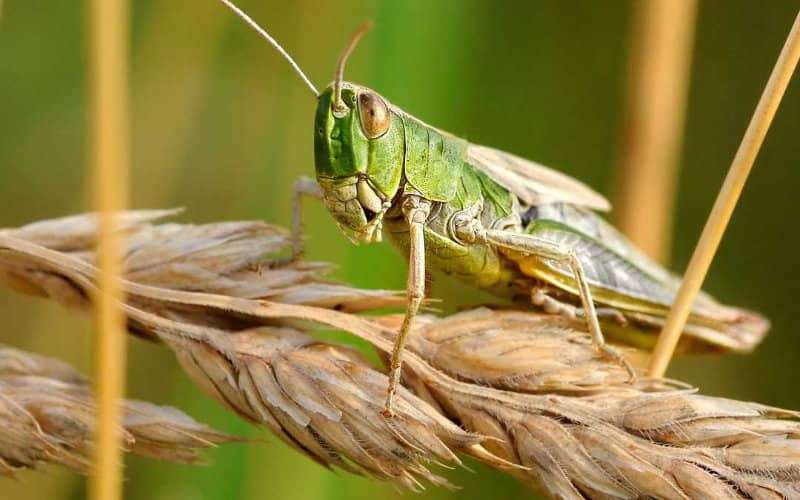 Ulkan qora sik oq geyning eshagiga zorga sigadi va u qichqiradi