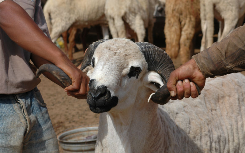 Familievete over schaap leidt tot moord in Tetouan