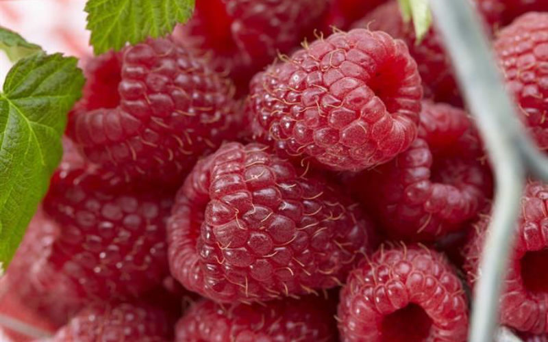 Nederlandse framboos verovert Marokko en Spanje